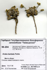 Сканированный гербарный сбор