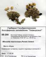 Сканированный гербарный сбор