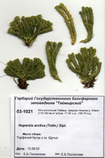 Сканированный гербарный сбор